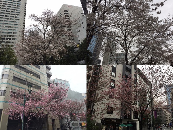 赤坂　桜の開花状況🌸