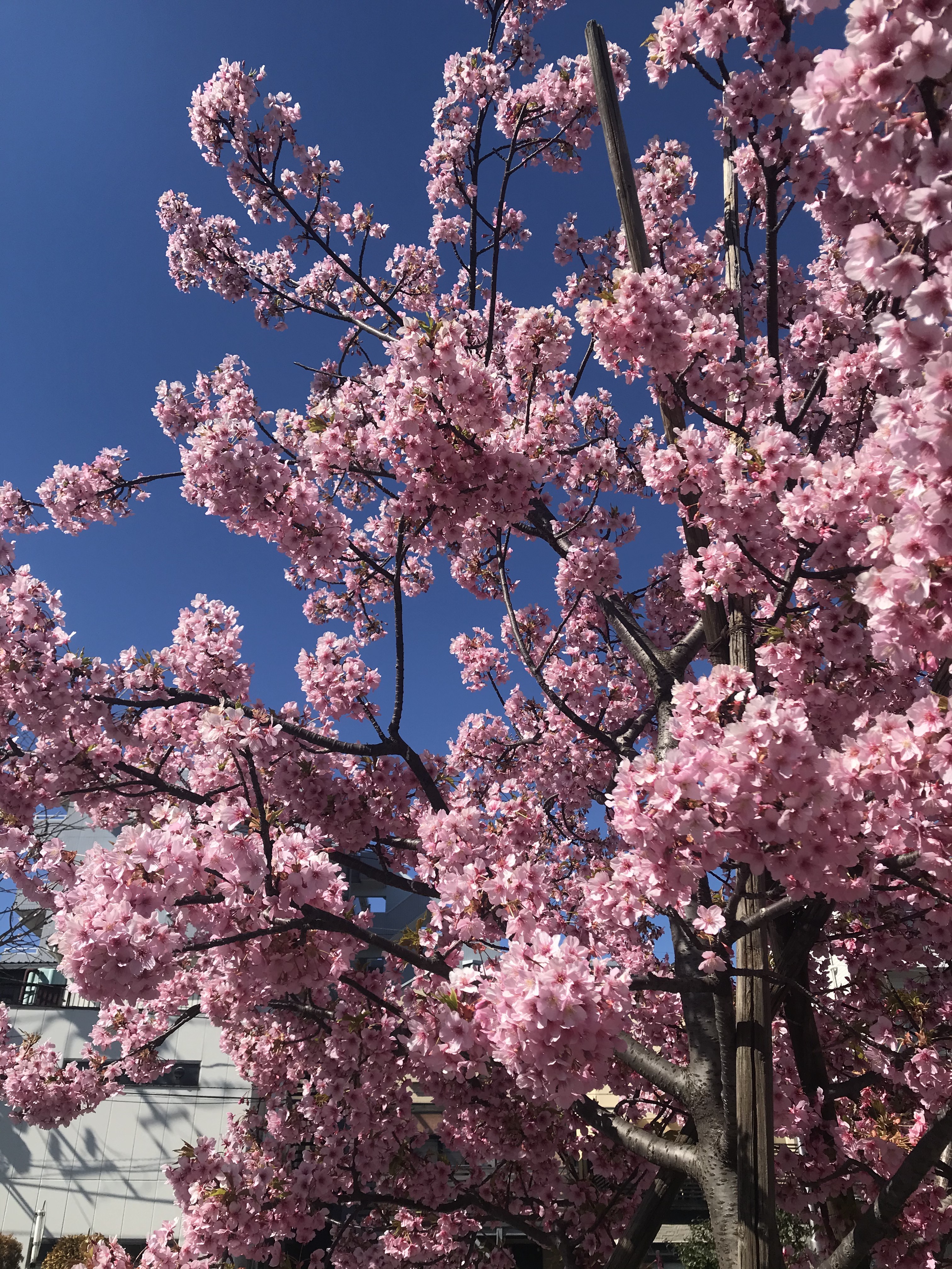 桜の季節(#^.^#)