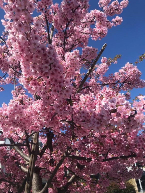 ★オススメの桜スポット★