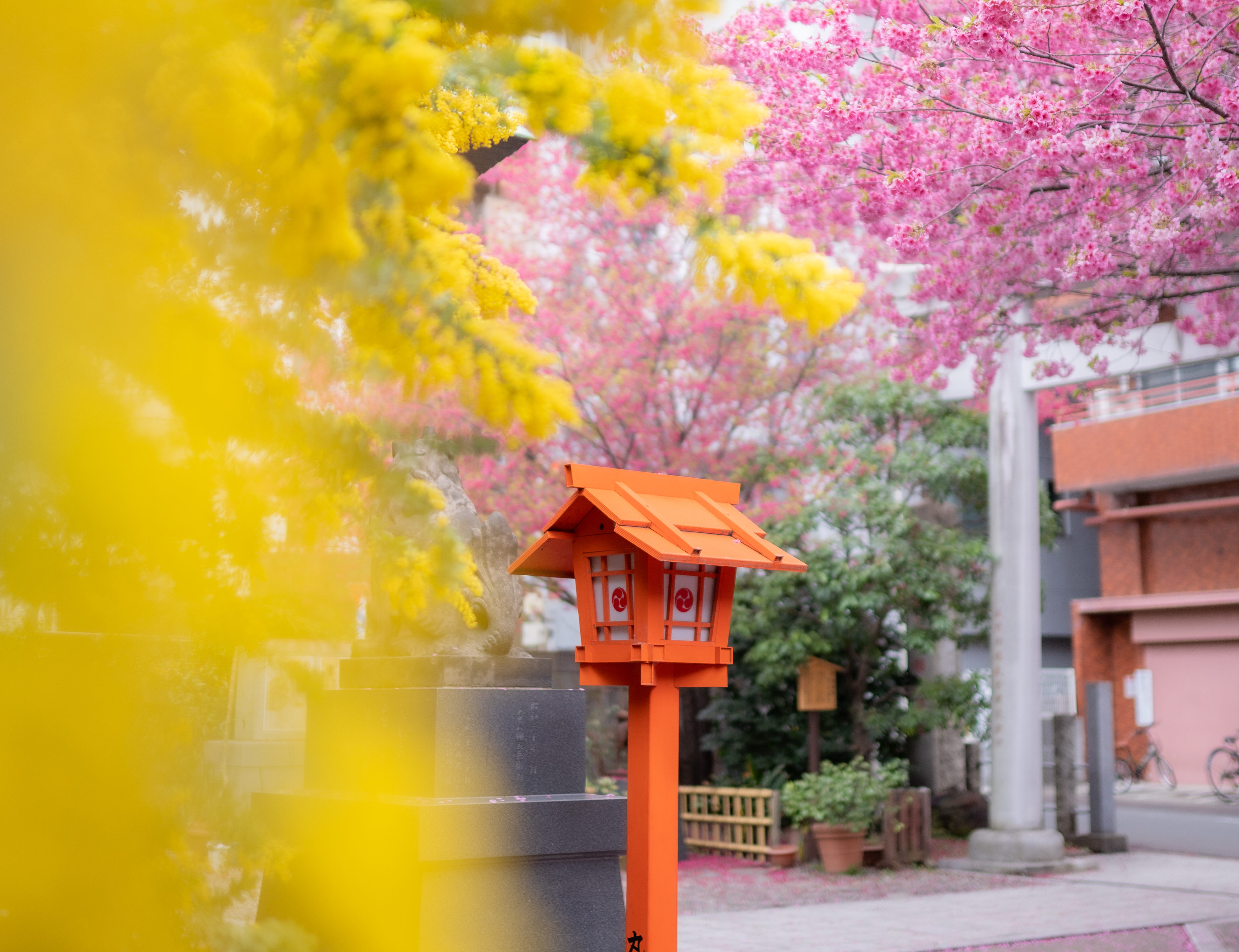 春のお花見情報🌸蔵前神社🌸当館から徒歩約15分！