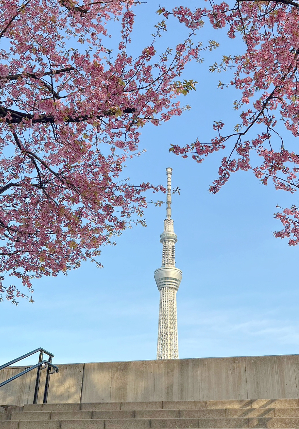 春のお花見情報②隅田公園🌸当館から電車で約10分、徒歩で約25分！