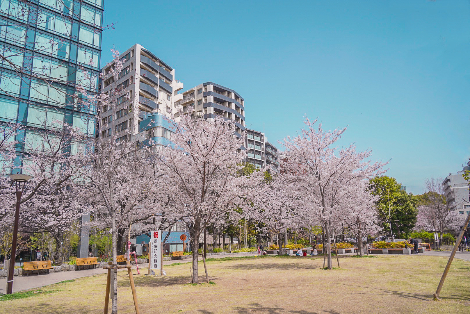 🌸周辺お花見スポット🌸築地川公園