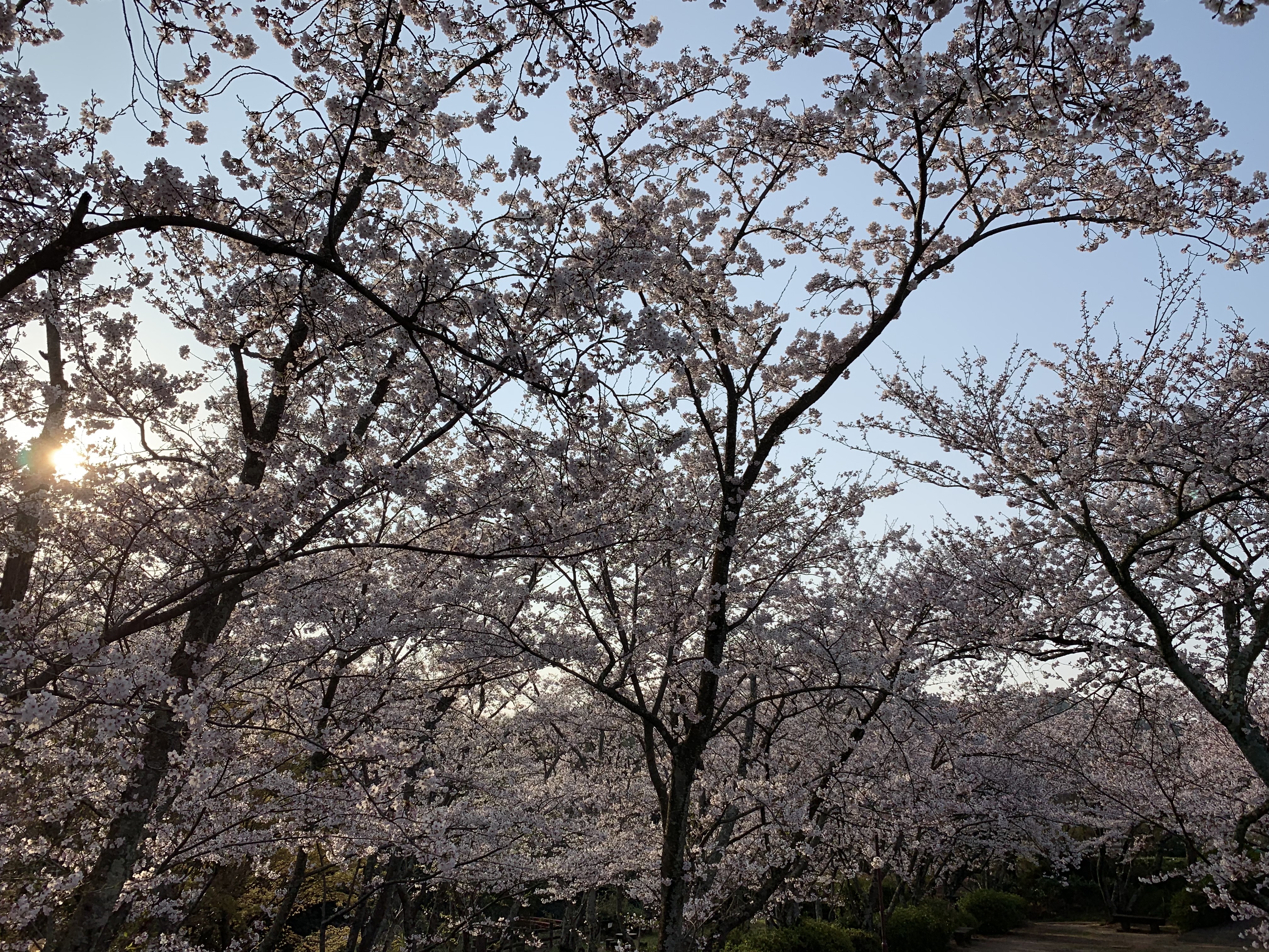 【🌸大井関公園の桜を紹介致します！🌸】