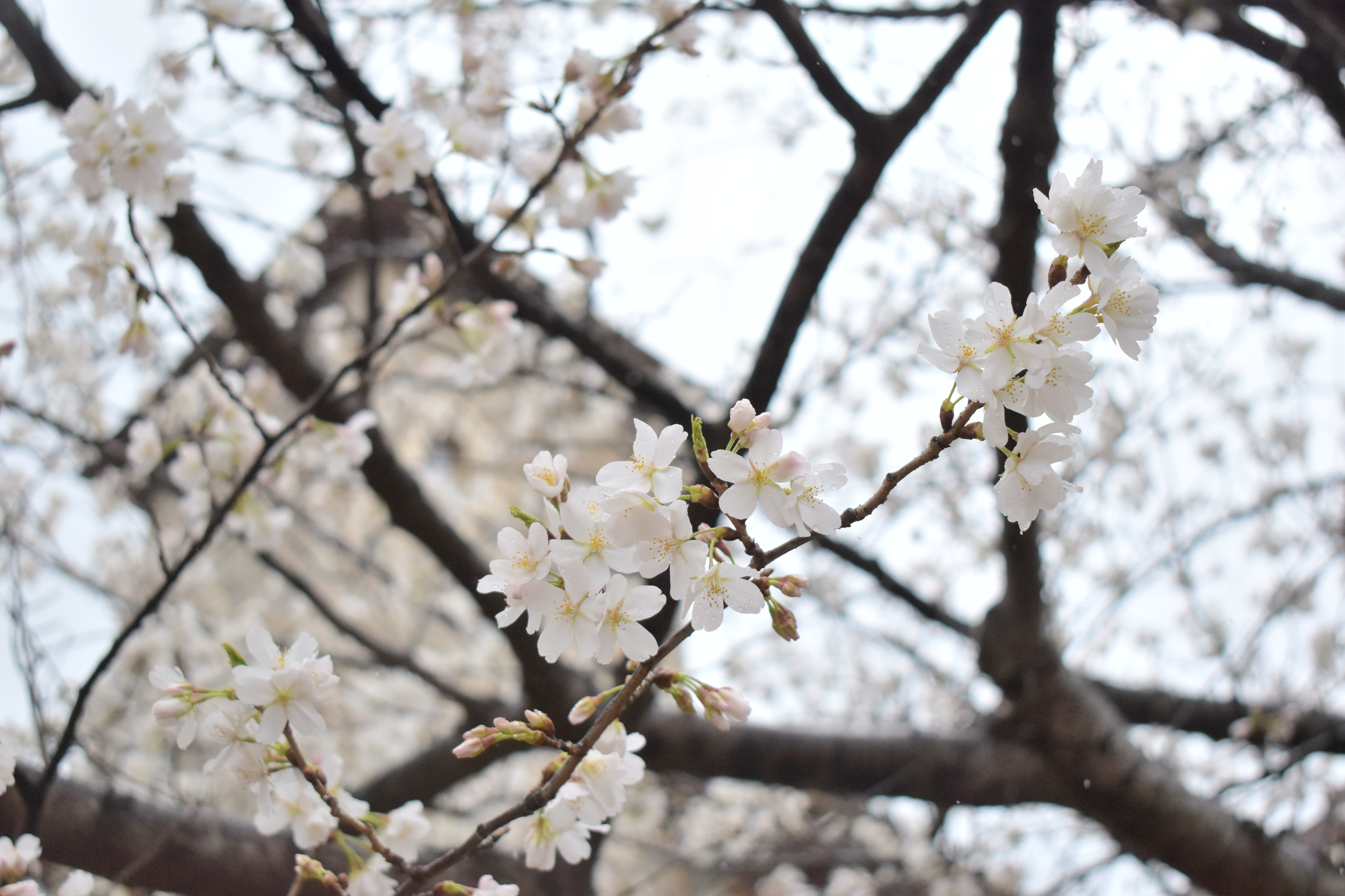 2022年3月の便り ～イタリアの世界に広がる桜～