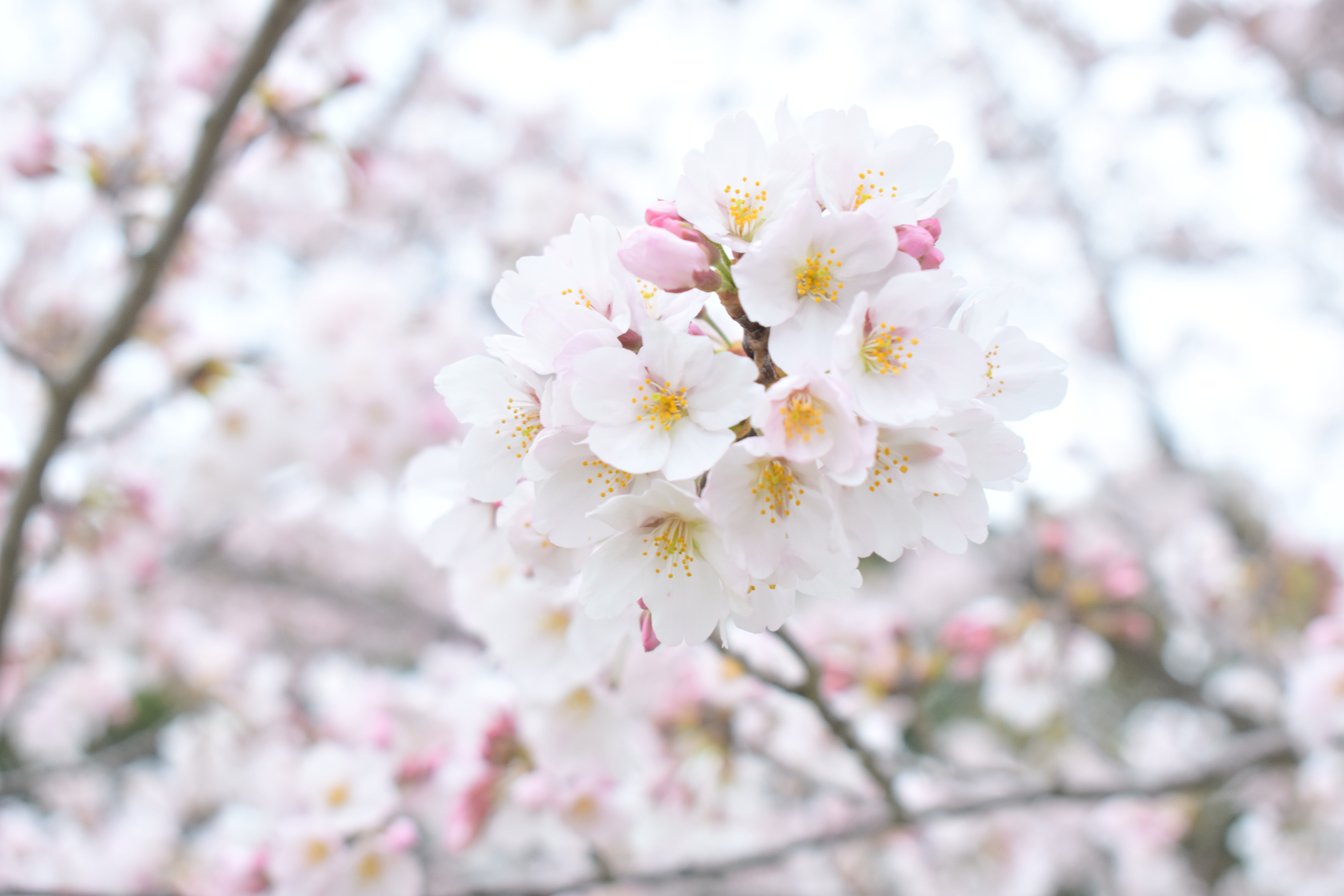 🌸新学期がスタート🌸