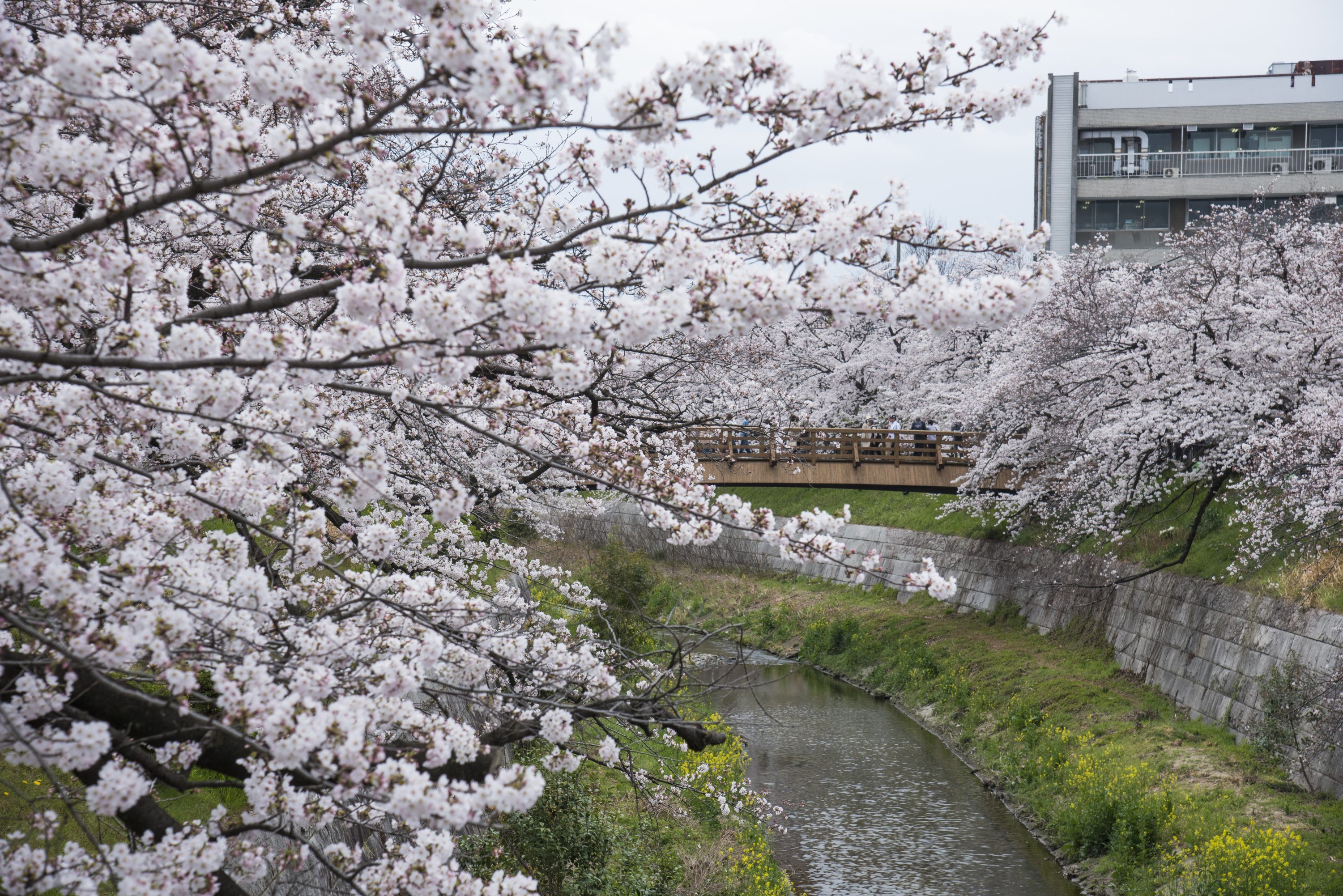 名古屋市内お勧めお花見情報