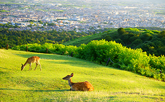 【若草山】バス＋徒歩約40分