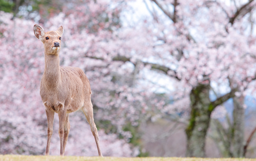 【2023年】🌸ホテル周辺桜情報🌸