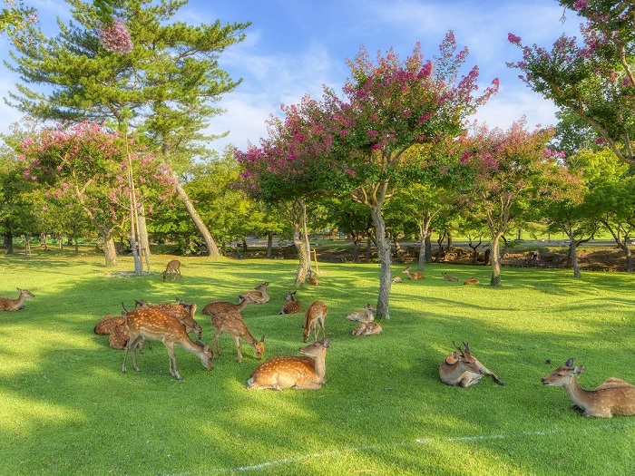 東大寺、興福寺、奈良公園などの観光地にも近い！