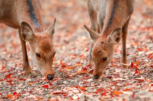 【秋の魅力🍂】奈良イベント特集🦌