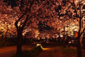 造幣局_夜桜