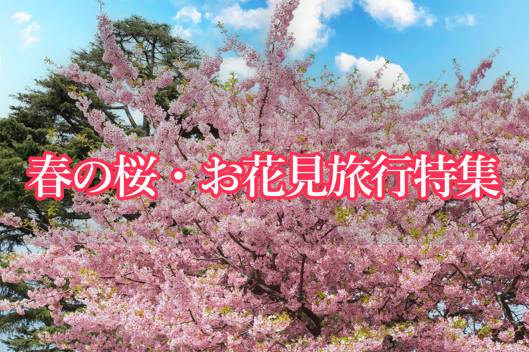 桜の季節到来！変なホテル「春の桜・お花見旅行」特集