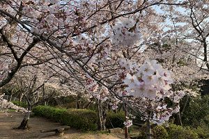 大井関桜まつり