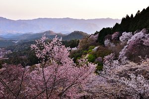 吉野山桜