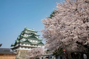 名古屋城と桜